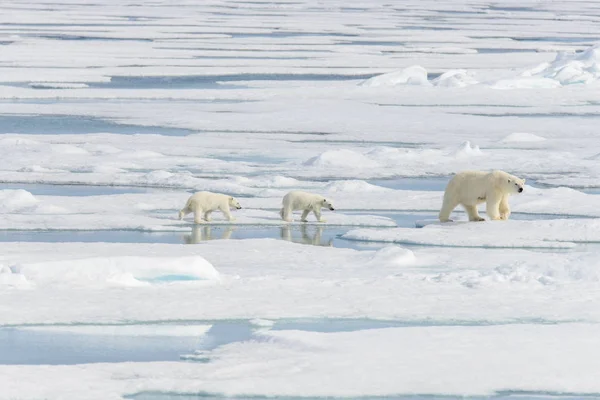 Полярный медведь матери (Ursus maritimus) и близнецы детенышей на упаковке IC — стоковое фото