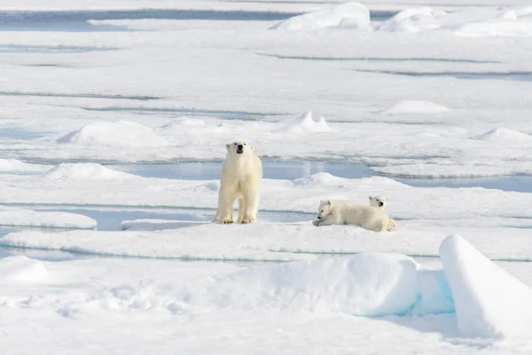 Полярный медведь матери (Ursus maritimus) и близнецы детенышей на упаковке IC — стоковое фото