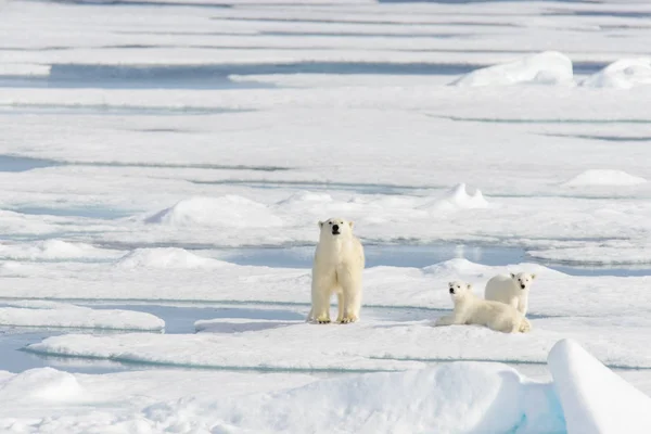 Polar bear mother (Ursus maritimus) and twin cubs on the pack ic — Stock Photo, Image