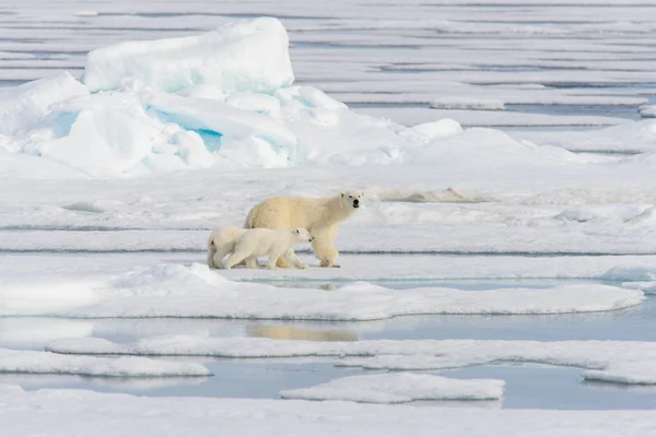 Orso polare madre (Ursus maritimus) e cuccioli gemelli sul ghiaccio — Foto Stock
