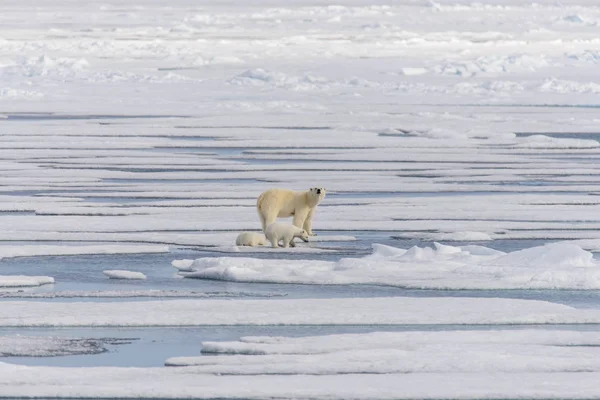 Πολική αρκούδα (Ursus maritimus) και δίδυμο cubs στον πάγο — Φωτογραφία Αρχείου