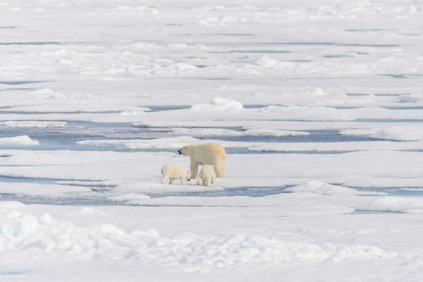 Moeder ijsbeer (Ursus maritimus) en tweeling welpen op het ijs — Stockfoto