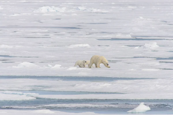 北极熊妈妈 （熊绕杆菌） 和双幼崽在冰上 — 图库照片
