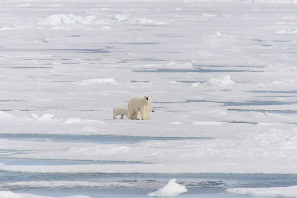 Orso polare madre (Ursus maritimus) e cuccioli gemelli sul ghiaccio — Foto Stock