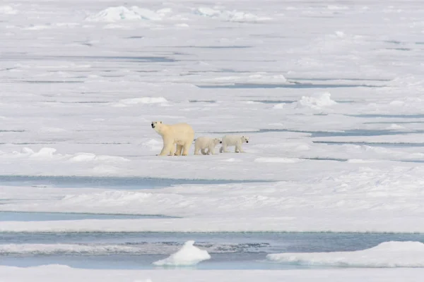 Madre oso polar (Ursus maritimus) y cachorros gemelos en el hielo —  Fotos de Stock