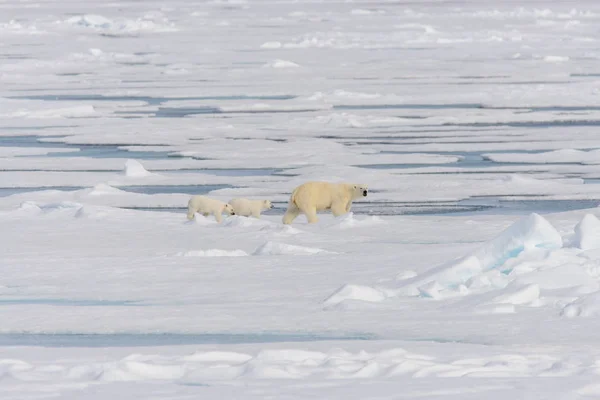 Mãe urso polar (Ursus maritimus) e filhotes gêmeos no gelo — Fotografia de Stock