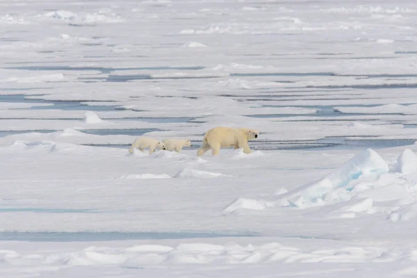 Polar bear mother (Ursus maritimus) and twin cubs on the ice — Stock Photo, Image