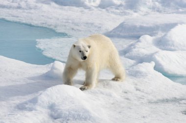 Kutup ayısı (Ursus maritimus) Spitsberg kuzeyinde pack buzda