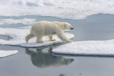 Kutup ayısı (Ursus maritimus) Spitsberg kuzeyinde pack buzda