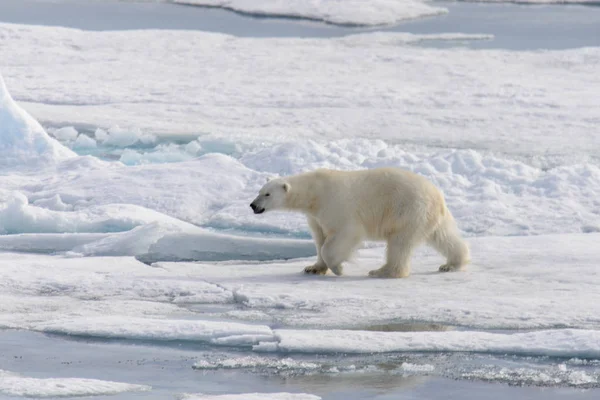 Urso polar (Ursus maritimus) no gelo de pacote ao norte de Spitsberg — Fotografia de Stock