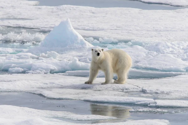 Oso polar (Ursus maritimus) en la manada de hielo al norte de Spitsberg —  Fotos de Stock
