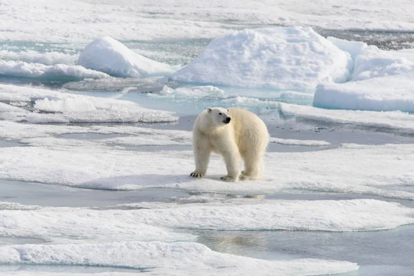 Ursul polar (Ursus maritimus) pe gheața de la nord de Spitsberg — Fotografie, imagine de stoc