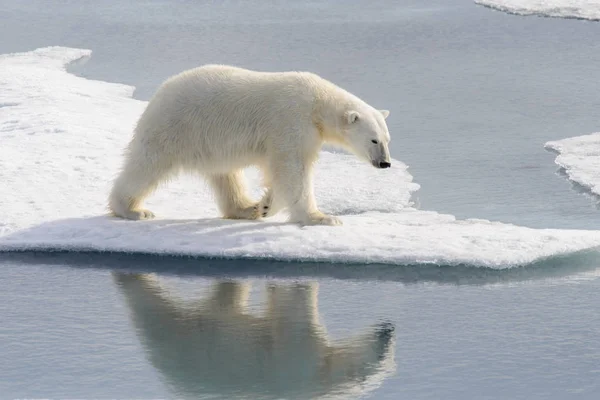 Oso polar (Ursus maritimus) en la manada de hielo al norte de Spitsberg — Foto de Stock
