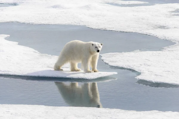 Ursul polar (Ursus maritimus) pe gheața de la nord de Spitsberg — Fotografie, imagine de stoc