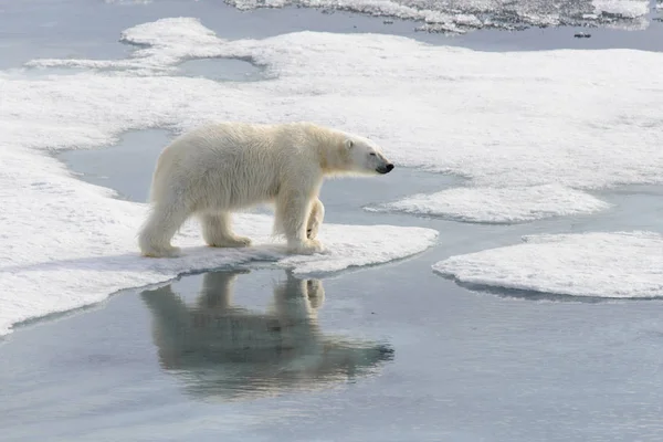 Jegesmedve (Ursus maritimus) Spitsberg északra a jégtáblák — Stock Fotó
