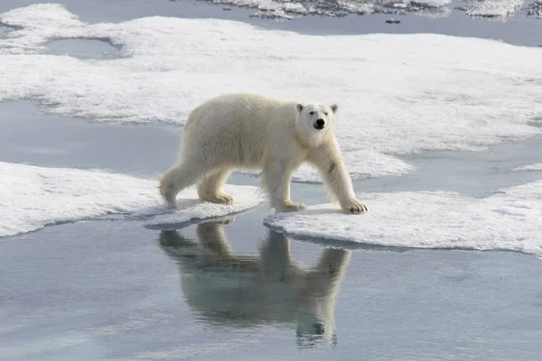 Ijsbeer (Ursus maritimus) op het pakijs ten noorden van Spitsberg — Stockfoto