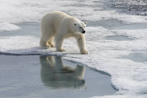 Jegesmedve (Ursus maritimus) Spitsberg északra a jégtáblák — Stock Fotó