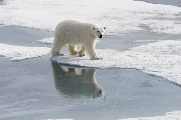 Lední medvěd (Ursus maritimus) na ledě pack severně od Spitsberg — Stock fotografie