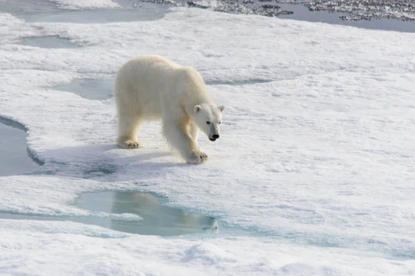 北极熊 （熊绕杆菌） Spitsberg 北部浮冰上 — 图库照片