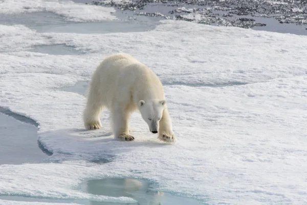 Jegesmedve (Ursus maritimus) Spitsberg északra a jégtáblák — Stock Fotó