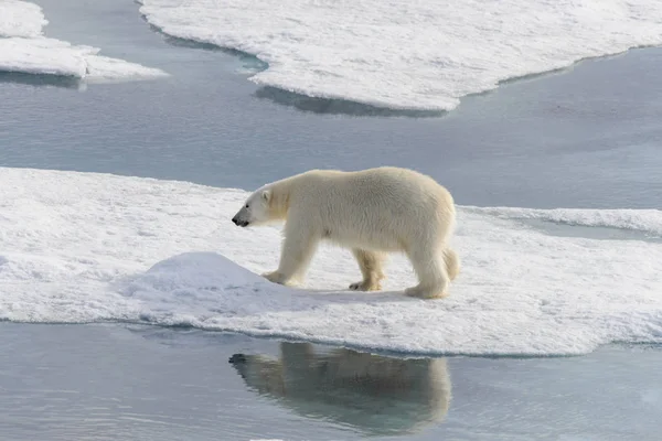 Oso polar (Ursus maritimus) en la manada de hielo al norte de Spitsberg —  Fotos de Stock