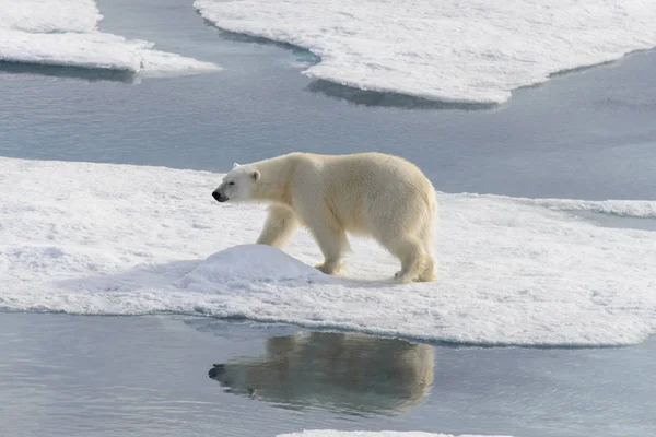 Oso polar (Ursus maritimus) en la manada de hielo al norte de Spitsberg — Foto de Stock