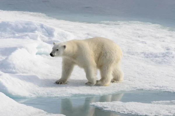 Spitsberg 북쪽 팩 얼음에 북극곰 (우수 스 maritimus) — 스톡 사진