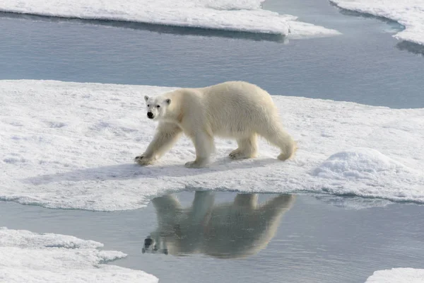 Oso polar (Ursus maritimus) en la manada de hielo al norte de Spitsberg —  Fotos de Stock