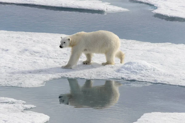 Polar bear (Ursus maritimus) on the pack  ice north of Spitsberg — Stock Photo, Image