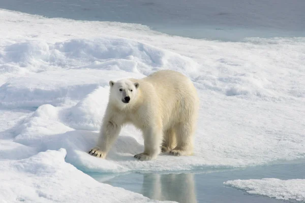 Белый медведь (Ursus maritimus) на паковом льду к северу от Шпицберга — стоковое фото