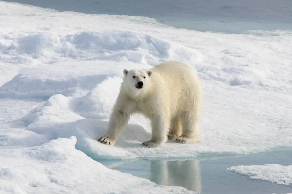 Isbjörn (Ursus maritimus) på packisen norr om Spitsberg — Stockfoto