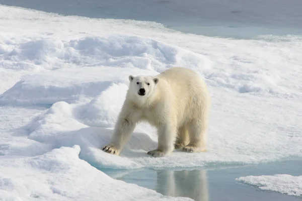 Белый медведь (Ursus maritimus) на паковом льду к северу от Шпицберга — стоковое фото