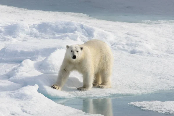 Urso polar (Ursus maritimus) no gelo de pacote ao norte de Spitsberg — Fotografia de Stock