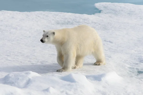 Ijsbeer (Ursus maritimus) op het pakijs ten noorden van Spitsberg — Stockfoto