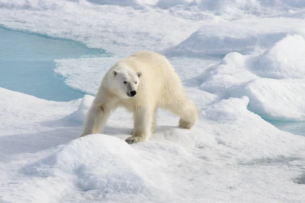 Белый медведь (Ursus maritimus) на паковом льду к северу от Шпицберга — стоковое фото