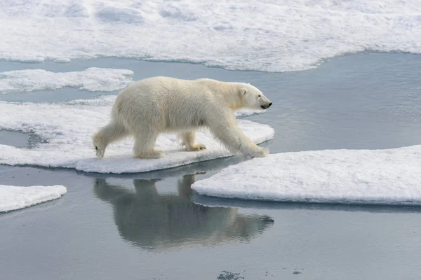 Ijsbeer (Ursus maritimus) op het pakijs ten noorden van Spitsberg — Stockfoto