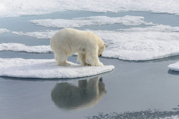 Lední medvěd (Ursus maritimus) na ledě pack severně od Spitsberg — Stock fotografie