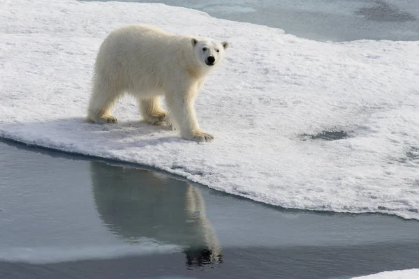 Niedźwiedź polarny (Ursus maritimus) na lodzie, na północ od Spitsberg — Zdjęcie stockowe