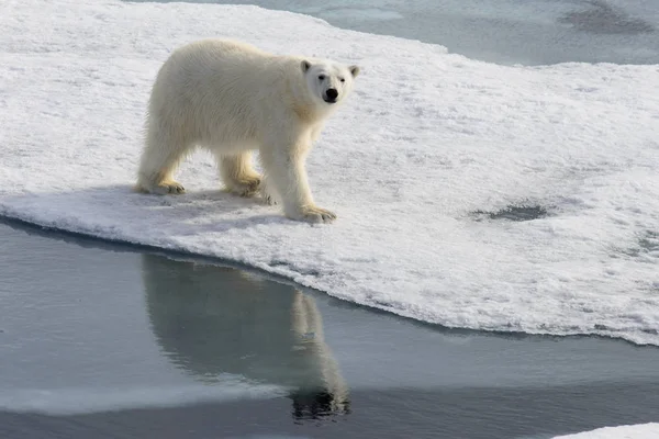 Oso polar (Ursus maritimus) en la manada de hielo al norte de Spitsberg — Foto de Stock