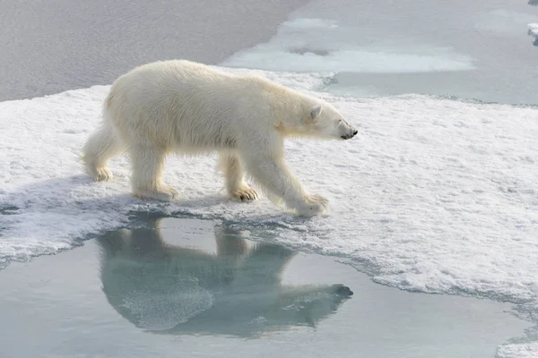 Jegesmedve (Ursus maritimus) Spitsberg északra a jégtáblák — Stock Fotó