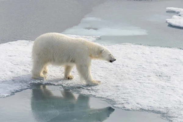 Orso polare (Ursus maritimus) sul pack ghiaccio a nord di Spitsberg — Foto Stock