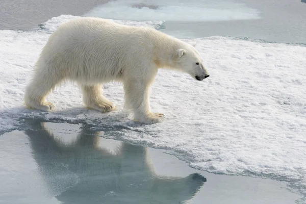 Белый медведь (Ursus maritimus) на паковом льду к северу от Шпицберга — стоковое фото