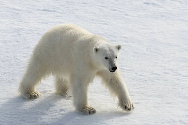 Oso polar (Ursus maritimus) en la manada de hielo al norte de Spitsberg —  Fotos de Stock