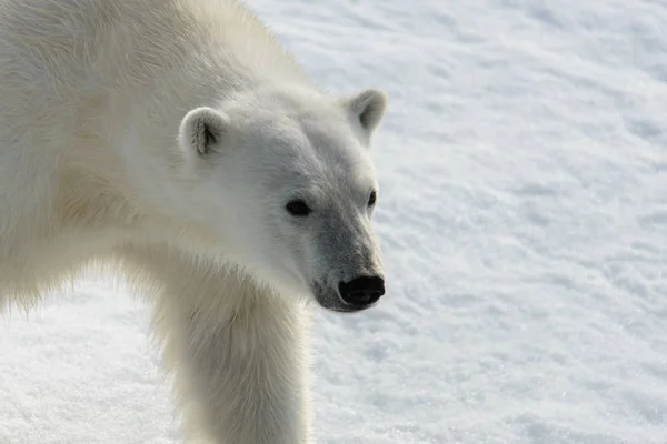 Eisbär (ursus maritimus) auf dem Packeis nördlich von Spitzberg — Stockfoto