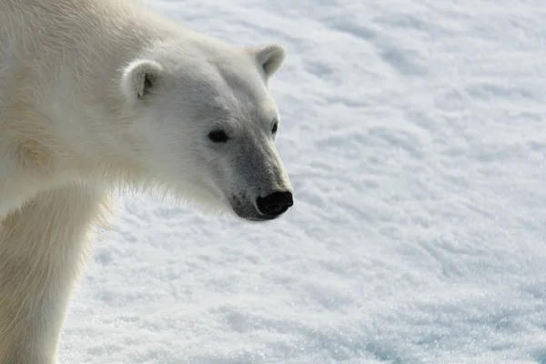 Polar bear (Ursus maritimus) on the pack  ice north of Spitsberg — Stock Photo, Image