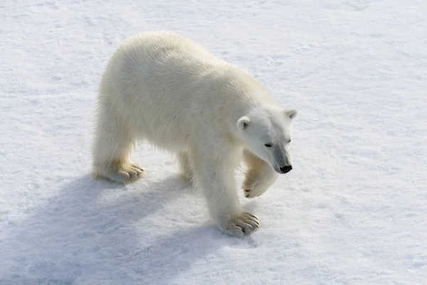 Eisbär (ursus maritimus) auf dem Packeis nördlich von Spitzberg — Stockfoto