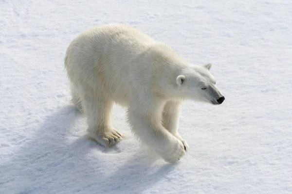 Urso polar (Ursus maritimus) no gelo de pacote ao norte de Spitsberg — Fotografia de Stock