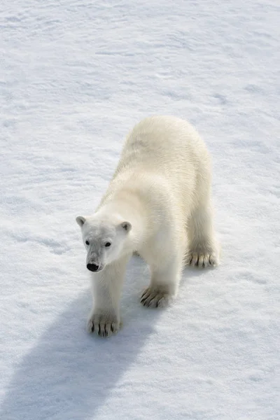 Πολική αρκούδα (Ursus maritimus) στον πάγο πακέτο βόρεια του Spitsberg — Φωτογραφία Αρχείου
