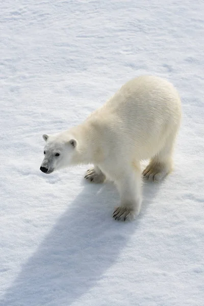 Белый медведь (Ursus maritimus) на паковом льду к северу от Шпицберга — стоковое фото