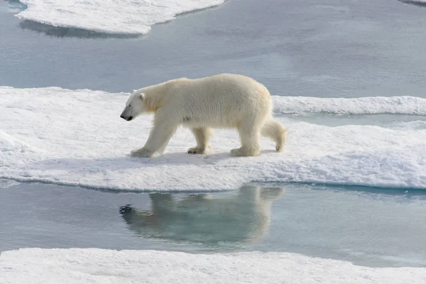 Белый медведь (Ursus maritimus) на паковом льду к северу от Шпицберга Стоковая Картинка